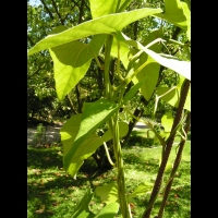 Aristolochia Kaempferi (fam Aristolochiacees) (Japon) (3)